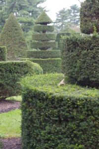 Pflanz- & Zierschnitte